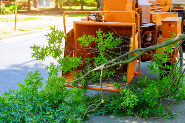 How Our Tree Care Process Works  in  Beavercreek, OR